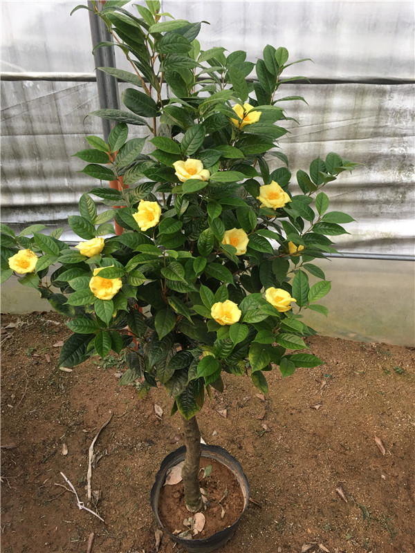 麦桑荷正宗防城金花茶毛瓣金花茶稀有名贵品种茶花盆栽树苗带花苞防城