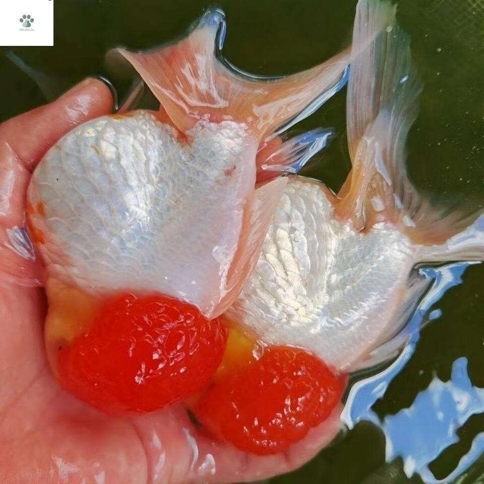 鹤顶红头帽金鱼活体冷水观赏鱼好养耐活狮子头淡水小金鱼小型 鹤顶红5