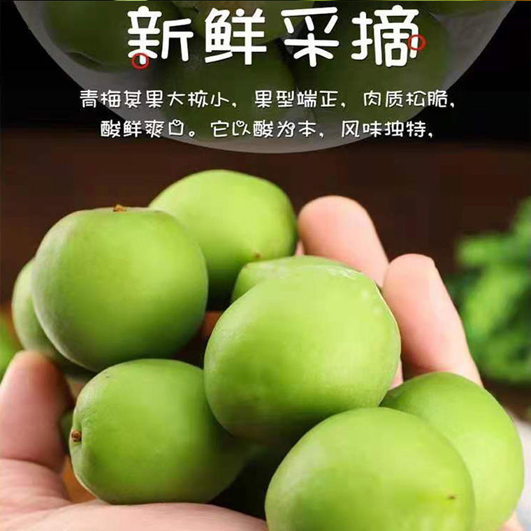 年货精选罕见沂蒙山鲜青梅脆梅批发酵素梅鲜果泡酒腌制生吃孕妇酸水果