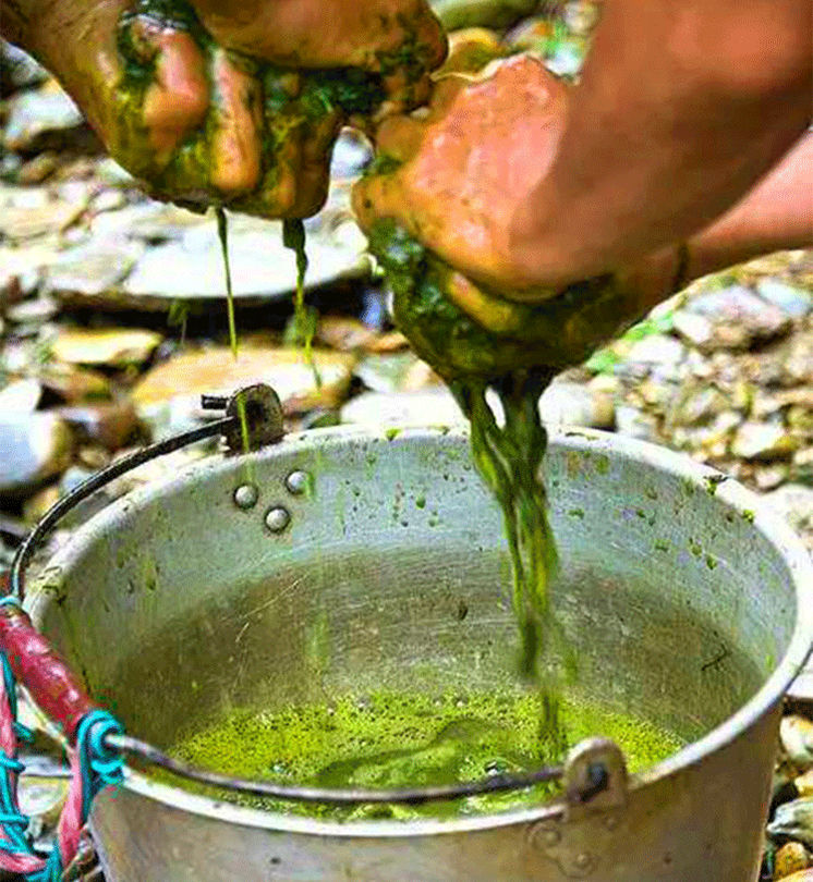 牛癟火鍋湯貴州特產黔東南美食榕江從江黎平2斤百草牛癟湯牛癟3斤肉3