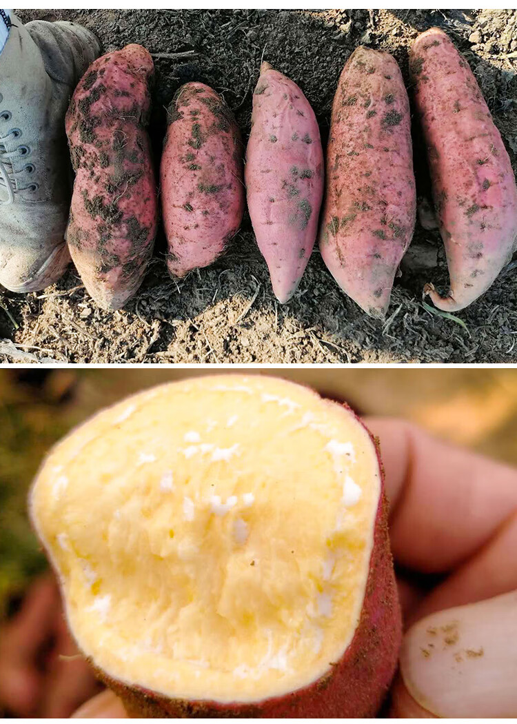 顺丰日本玛莎莉地瓜黄心板栗红薯蜜薯糖心新鲜桥头地瓜甜番薯农家自种