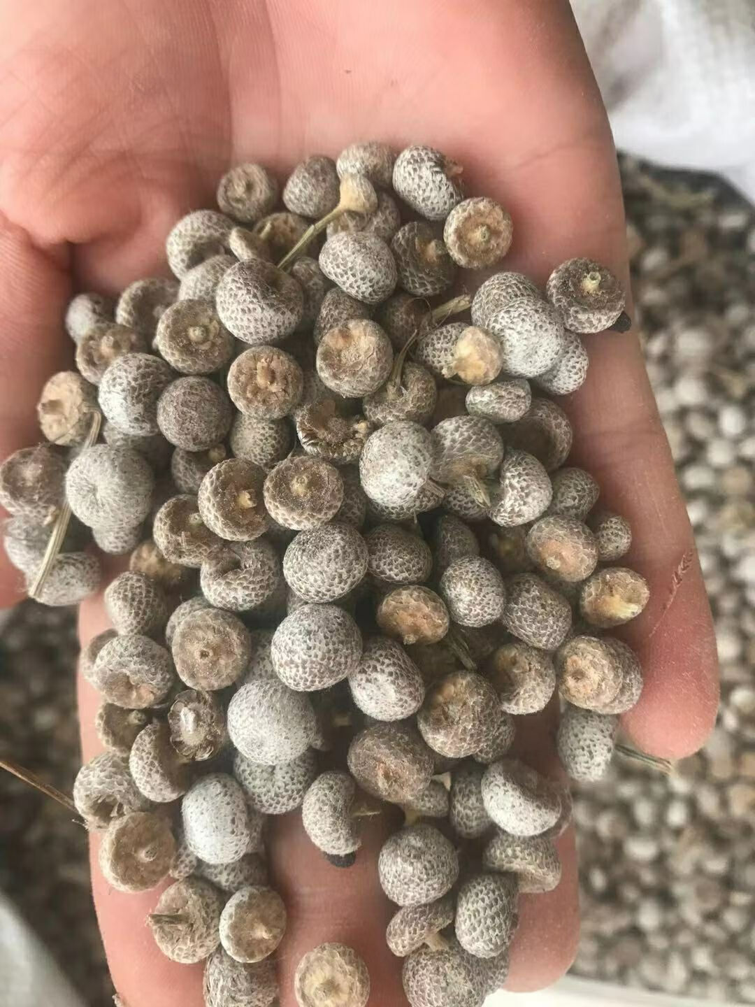 伟博伟博新货谷精草 谷精子 谷精珠 纯珠无杆 500克【图片 价格 品牌