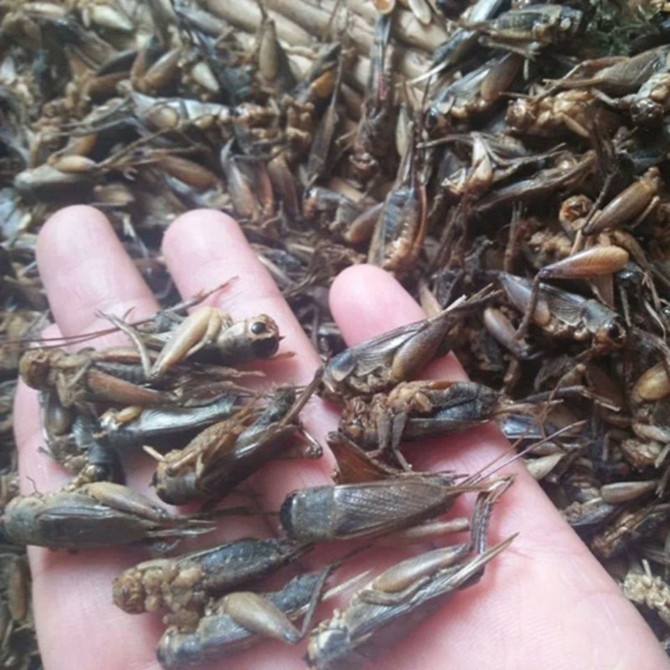 冷冻蟋蟀油葫芦蛐蛐新鲜夜鸣虫子灶鸡子秋虫土蜇子 2斤净重【新鲜蛐蛐