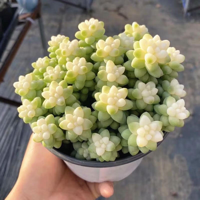 奶油玉坠彩虹新玉缀锦多肉植物稀有盆栽阳台防辐射绿植花含盆发货 新