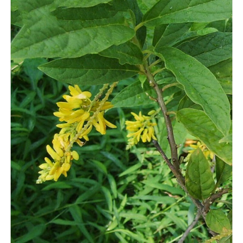 伟博黄花倒水莲药材野生倒吊黄根黄花大远志观音串倒吊王黄花参500克