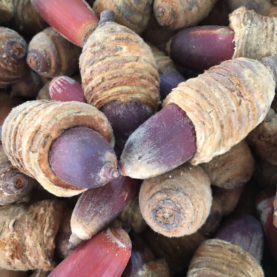 伟博狗鞭果新货狗鞭果风流果猪仔粒毛毛果500克