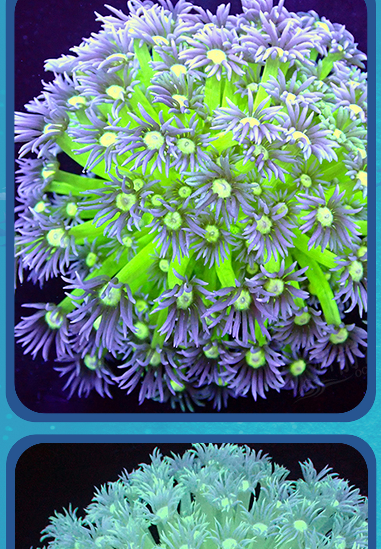 圆帽珊瑚活体活物双色圆帽茉莉花荧光绿定水软体海水宠物家养办公水族