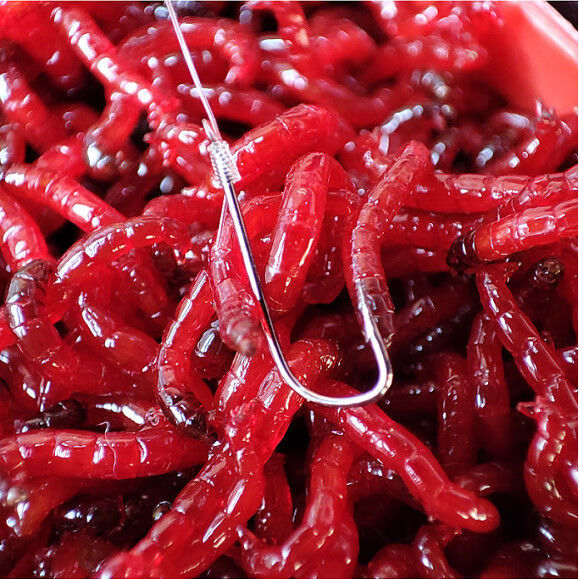 精品鲜活红虫活饵特大号红虫批发喂鱼饵拉饵鲫鱼野钓饵料钓鱼蚯蚓鱼饵