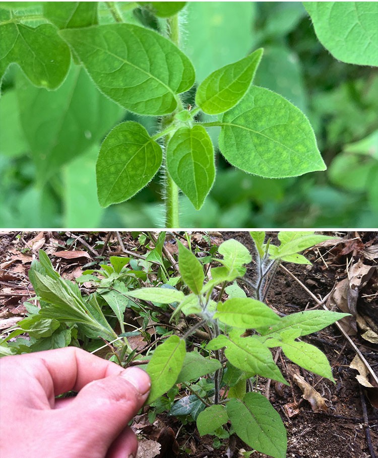 优选伟博官方旗舰白毛藤中药材白英排风藤蜀羊泉毛葫芦草种籽道地种孑