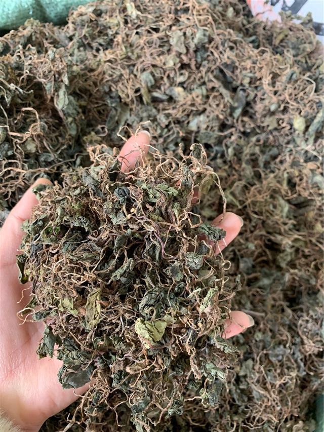 亏本卖3天青天葵500g中药材野生独脚天揆珍珠叶半边伞坠千斤新款九九