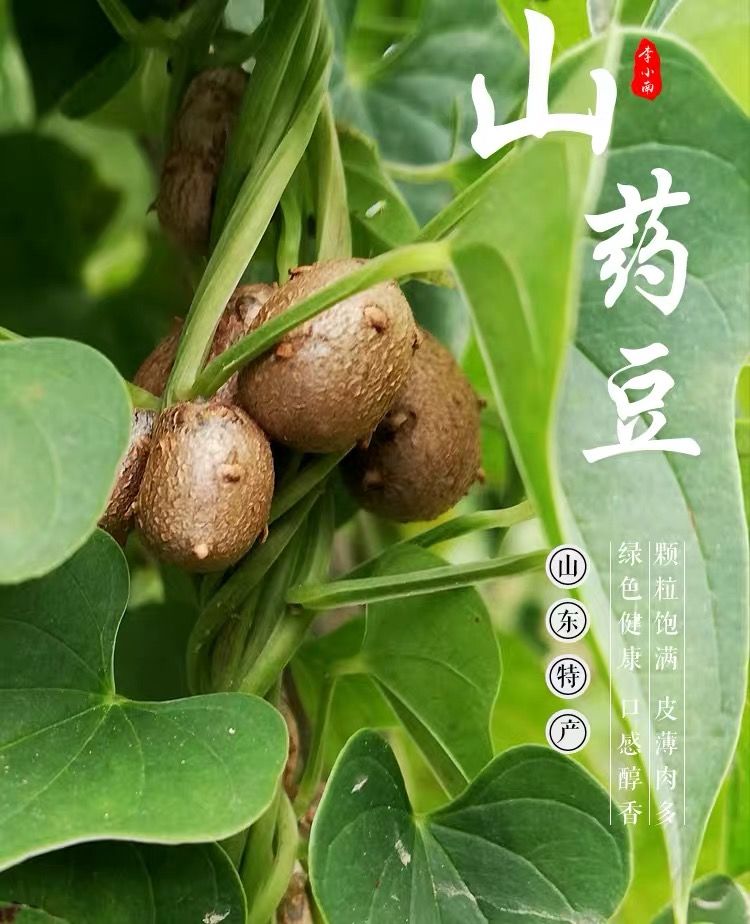 五斤装 中号精品山药豆【图片 价格 品牌 报价】-京东