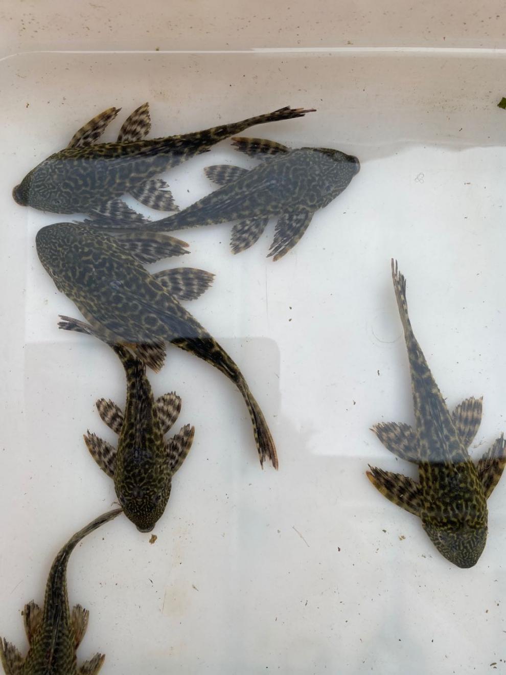 vieruodis 清道夫鱼鱼缸清洁活体小型金苔鼠淡水观赏鱼青苔清理鱼垃圾