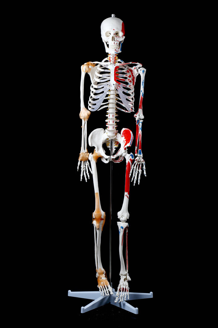 人体有365块骨头图片