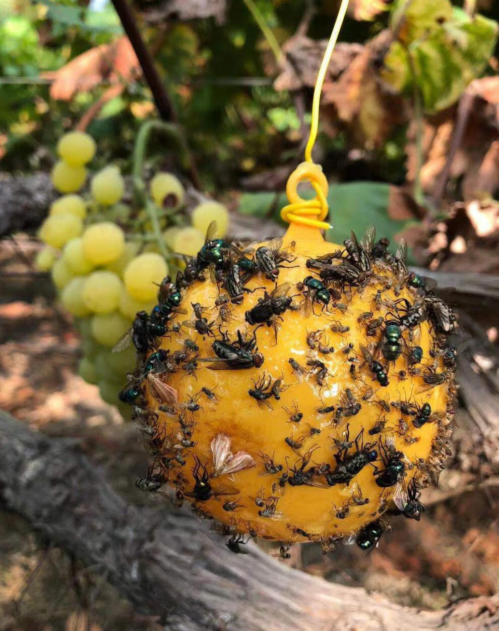 果实蝇诱剂诱蝇球柑橘大实蝇器果园瓜果实蝇粘虫球桔小食果蝇针蜂黄色