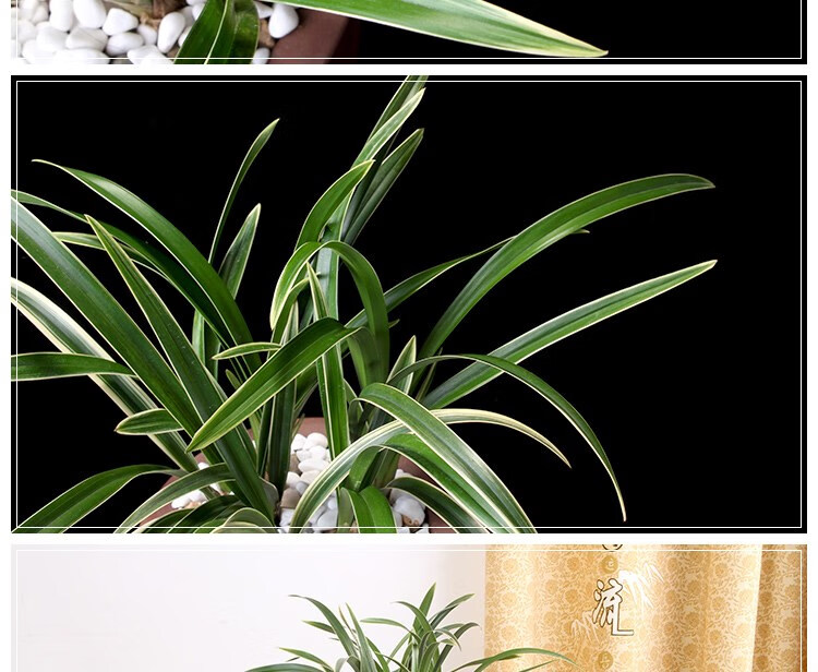 兰花苗浓香金边矮种线艺四季建兰 金凤冠 花卉植物室内好养盆栽 金