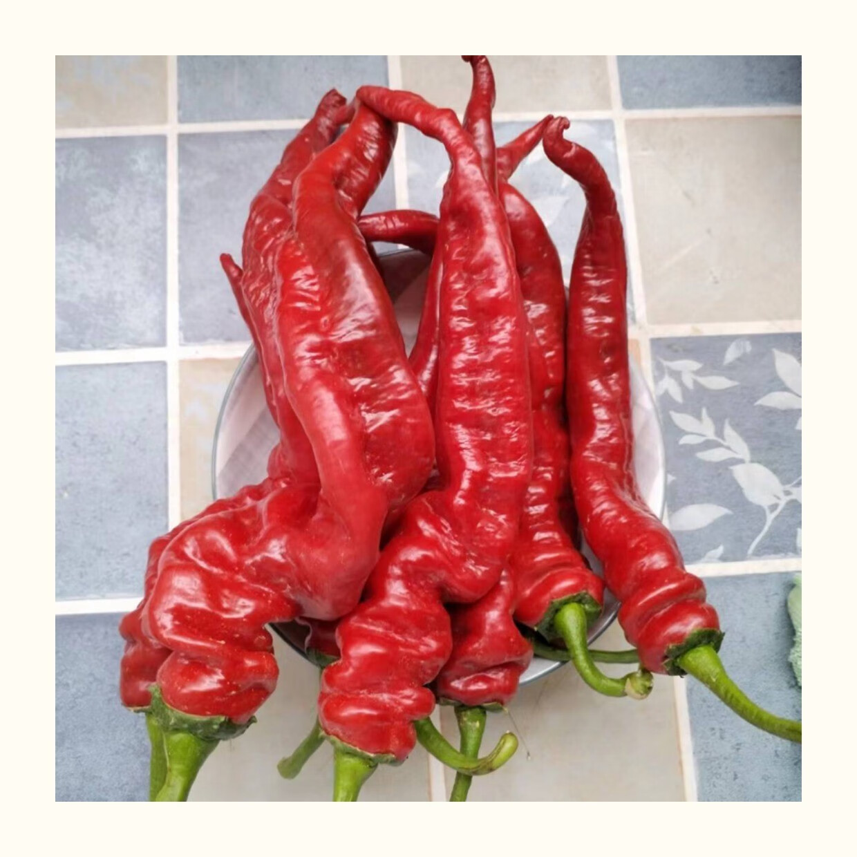 新鲜红辣椒甘肃陇椒做靖远辣子酱线椒现摘现发新鲜红辣椒5斤 5斤