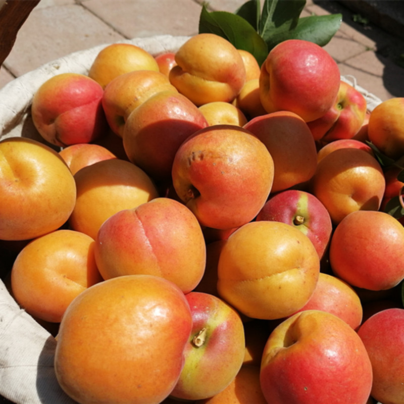 山东青岛崂山蜜杏大黄杏大杏蜜杏新鲜水果杏子酸甜 4.