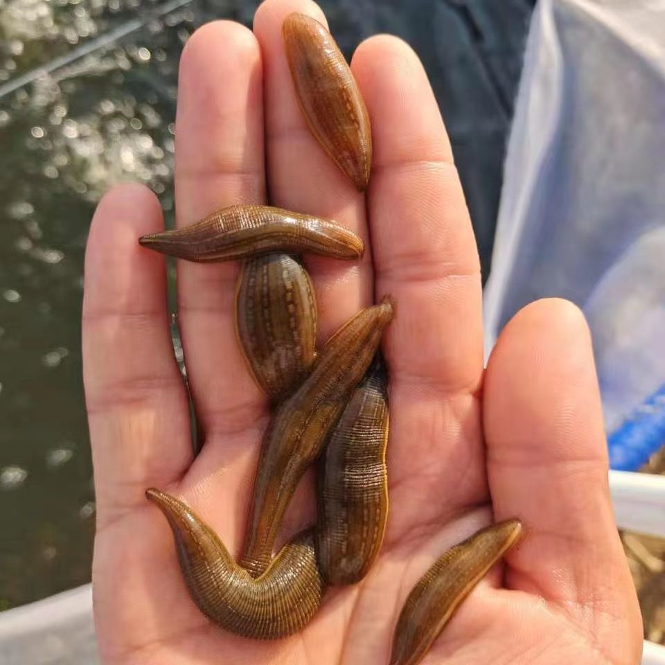 水蛭苗蚂蟥宽体金线蛭批发水蛭幼苗满月苗养殖基地活体发货 1000条