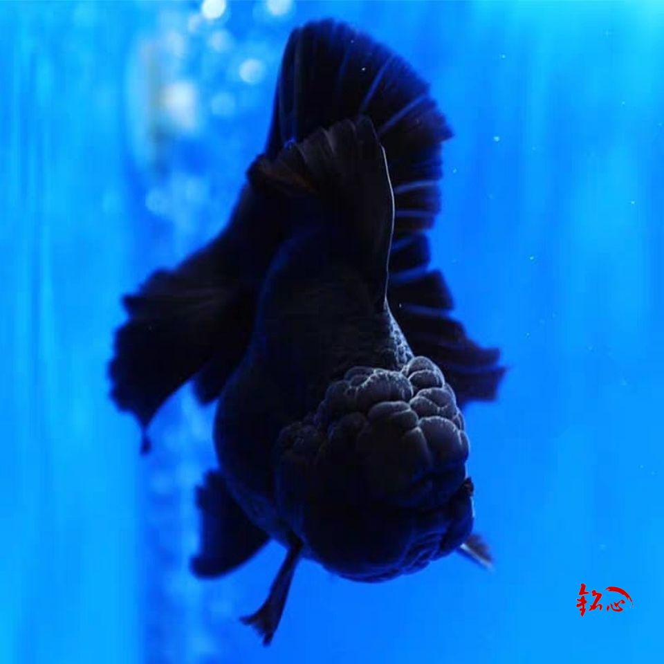 黑泰狮金鱼百褶泰狮f1巨人泰狮进口原装泰狮鱼苗观