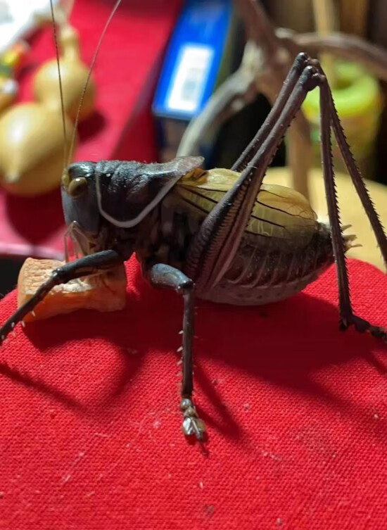 荣郁 新脱蝈蝈活体鸣虫平谷蝈蝈大炮筒野生巨型天津铁绿蝈蝈春叫罐