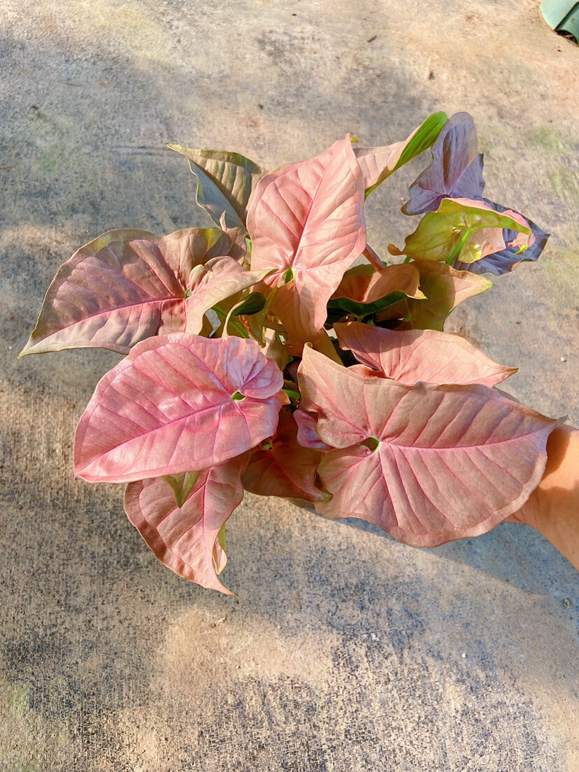 网红室内盆栽 霓虹粉合果芋 neon pink 小盆麦桑荷 大盆三株 不含盆