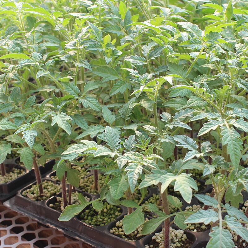 适用于正宗千禧小番茄苗秧苗超甜小圣女果苗种子籽阳台矮生水果盆栽