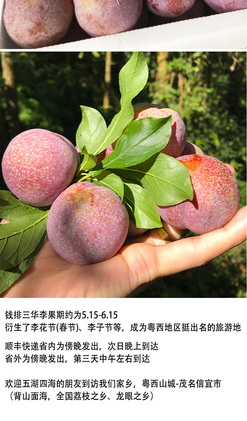 国产原产地:广东包装形式:箱装类别:李品种:三华李商品产地:中国大陆