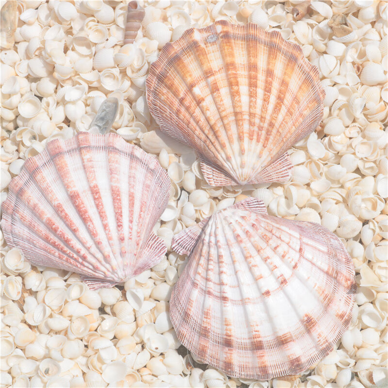 愧魅 海螺壳 海螺贝壳彩色大扇贝水族鱼缸造景家居装饰 12-13厘米