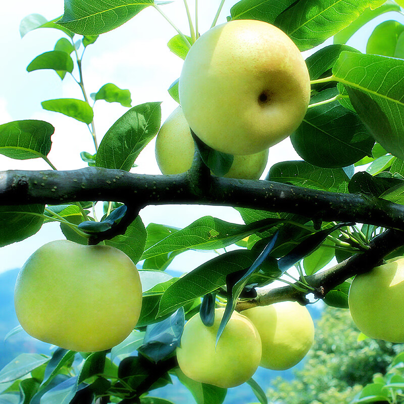 福建德化梨上涌特产翠玉梨夏季应季水果 6.5斤 中果