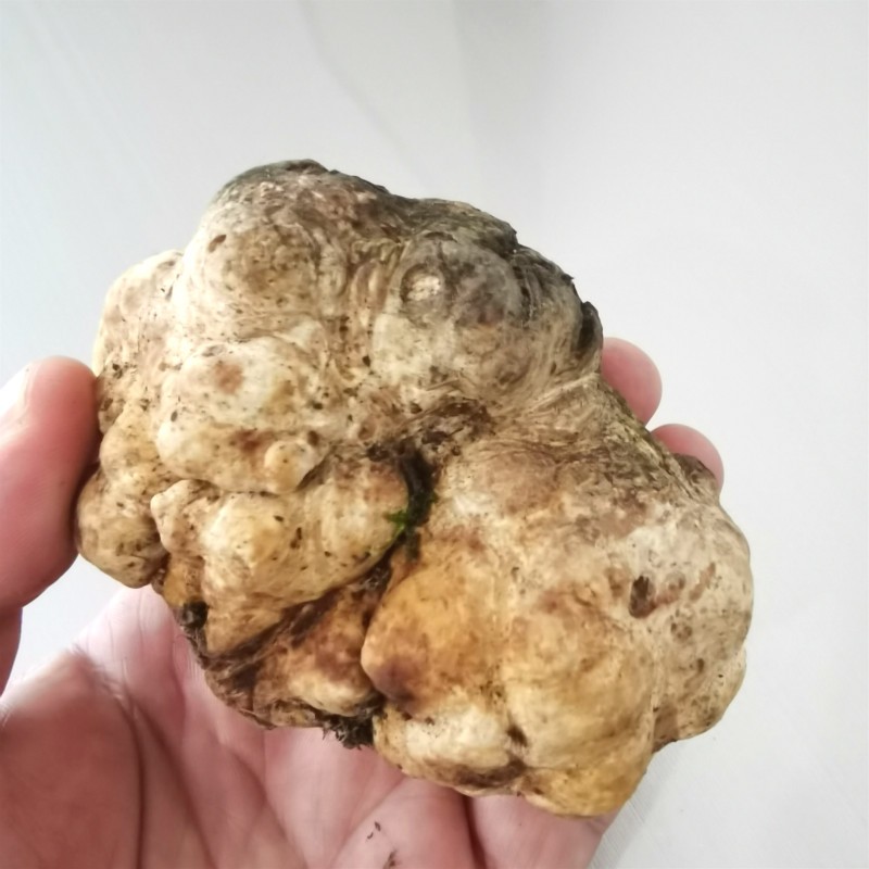 喜盼春来新鲜野生白松露菌国产非意大利500克顺丰冷链新鲜白松露500克