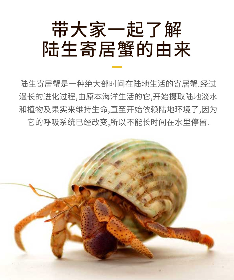 秋颖 草莓寄居蟹迷你灰白lila短腕西伯利斯蟹寄居活体蟹寄居宠物 异色