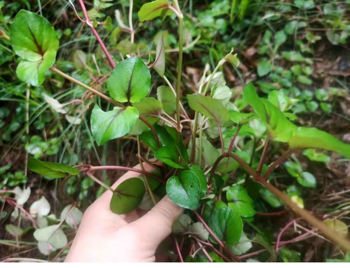 中药材金钱草中草药四川正宗大叶金钱草干茶过路黄溶石草 四川金钱草