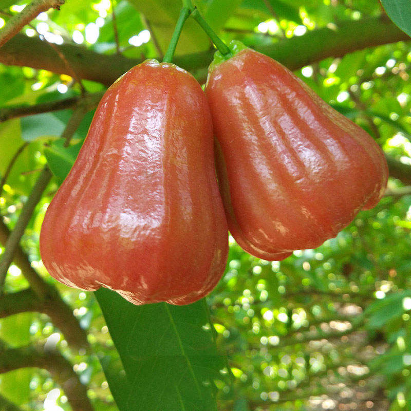 京选优品台湾黑金刚莲雾6斤海南特产热带水果莲雾果1斤批发泰国莲雾