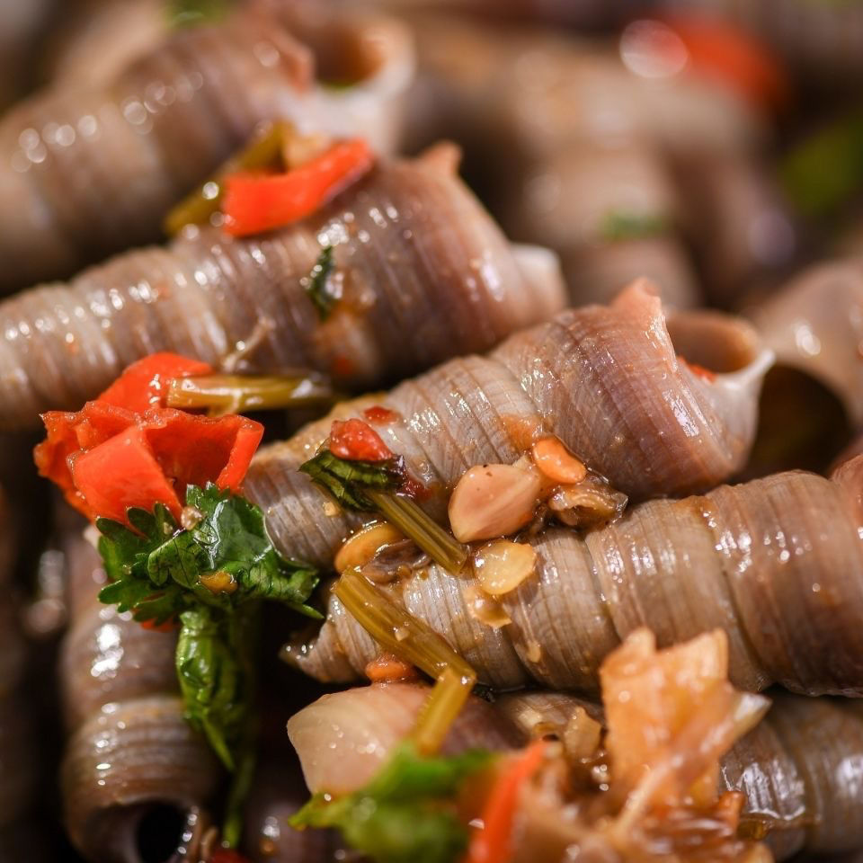 斓维品 活钉螺海螺丝贝类新鲜捕捞海鲜水产去尾钉螺 【去尾钉螺】