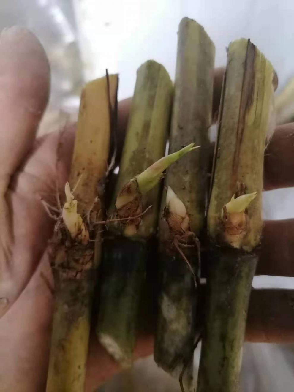 无毛甜象草甜象草3号种节皇竹草种节牧草d7甜象草1000节