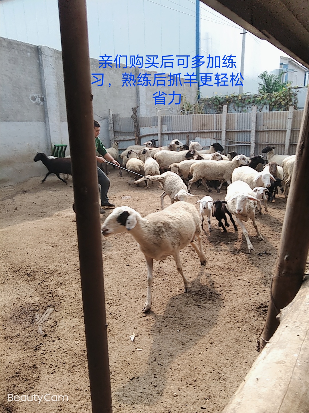 抓羊神器羊剪毛修蹄喂药输液用捕羊用具抓羊钩子羊场用品兽用器械 短