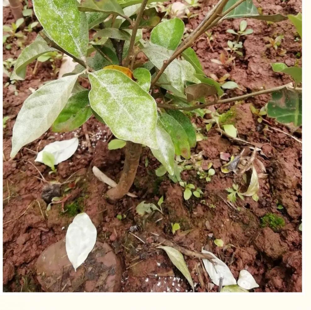 文静花坊 羊奶果特大果形 嫁接羊奶果苗 德甜二号纯甜羊奶果树苗室内