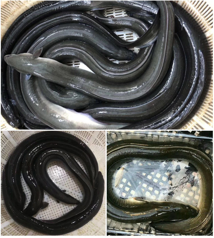 老扣 海鲜鲜活海鳗鱼乌尔鳗新鲜海鲜水产烧烤鳗鱼整条河鳗鱼白鳗活体