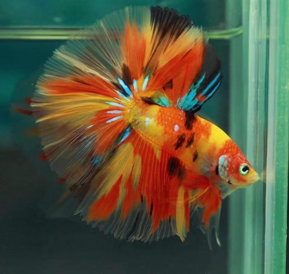 泰国斗鱼繁殖组糖果白色半月观赏鱼热带淡水鱼耐养马尾狮王活鱼苗