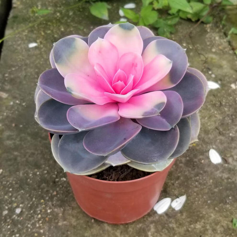 多肉【】彩心莲多肉植物花卉盆栽多肉批发室内绿植花四季好养易活 紫