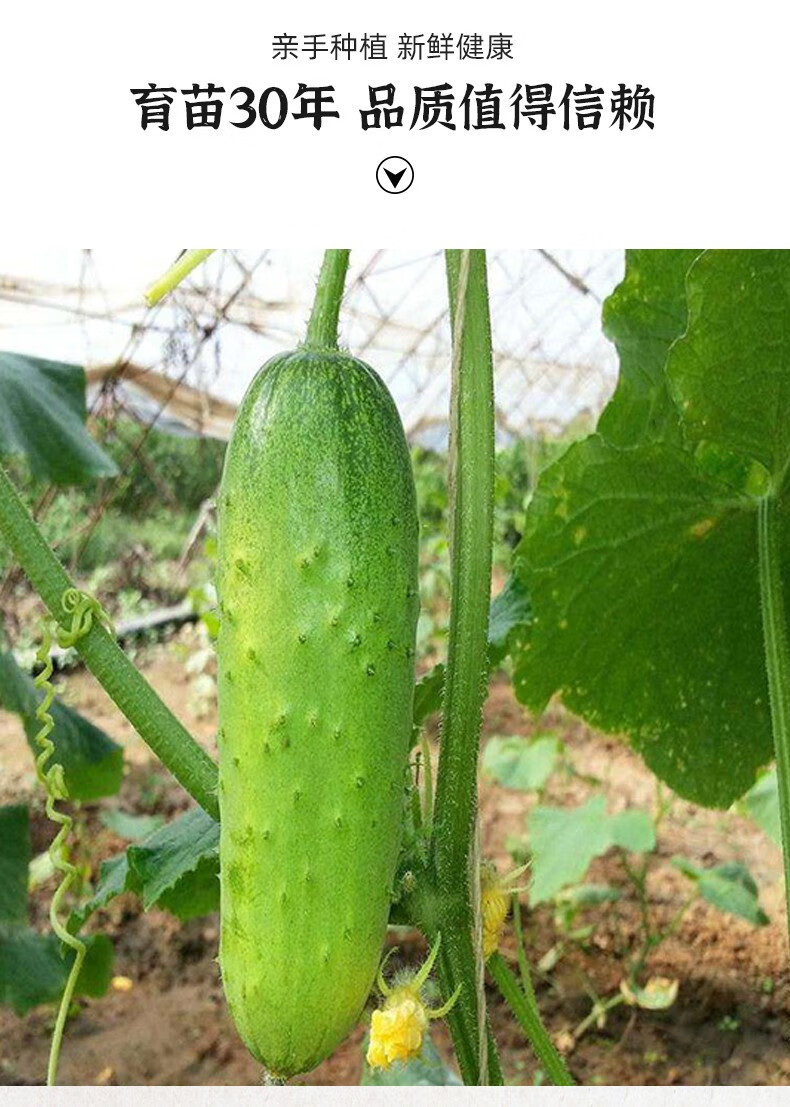 朵咔园艺水果黄瓜籽种满地爬苗秧旱黄瓜种子老大小白黄瓜种孑大全高产