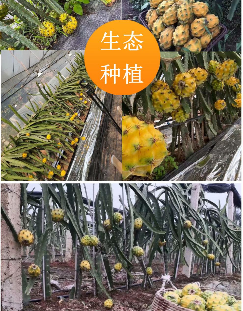 厄尔瓜多黄色燕窝火龙果苗嫁接苗黄皮白肉蜜甜四季结果南北方盆栽黄