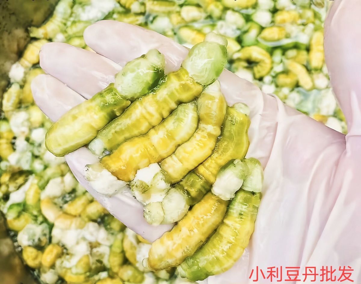 伟博批发2021灌云豆丹肉豆虫肉豆丹虫豆丹灌云豆丹连云港豆丹油炸 净