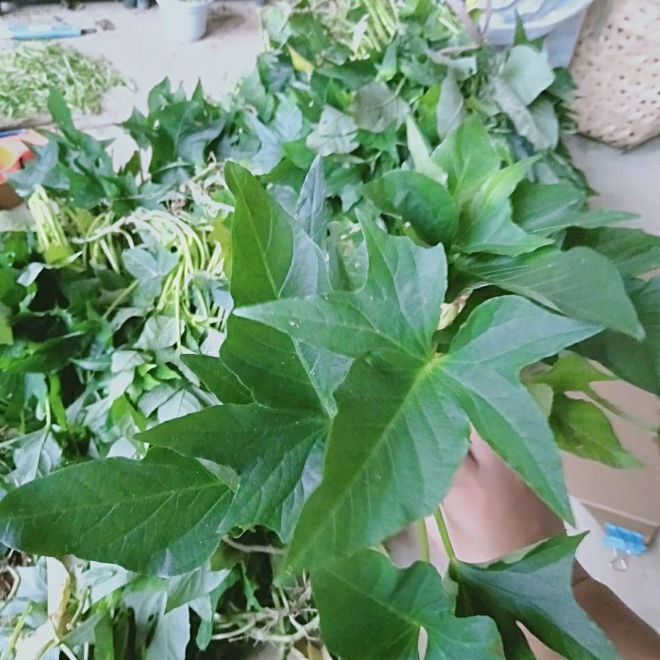 槿骁不长红薯老品种五叉叶专吃叶子红薯叶种苗食叶型红苕尖好苗易成活
