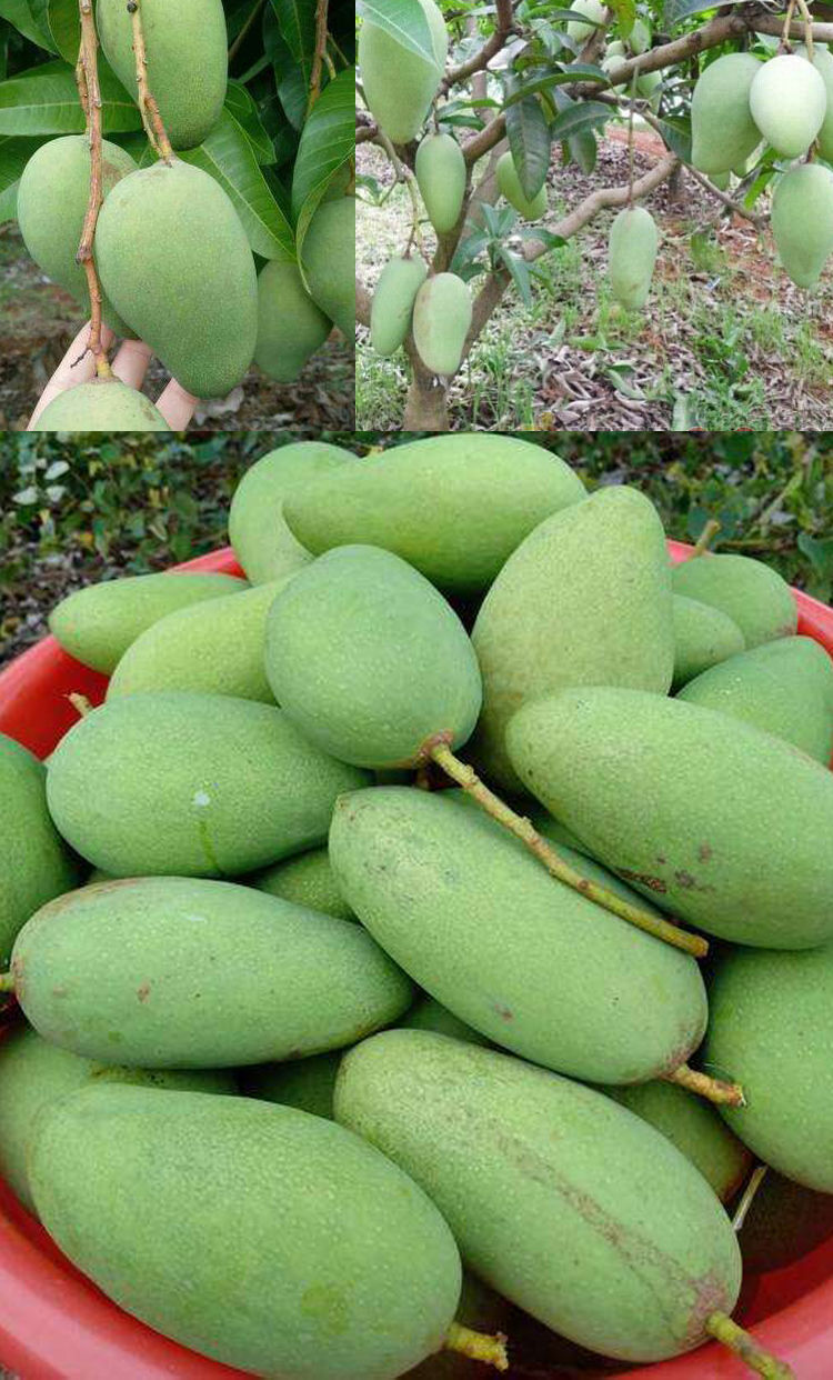 生芒果广西酸芒果新鲜现摘孕妇水果酸酸脆腌制生吃芒果青芒果 1斤(500