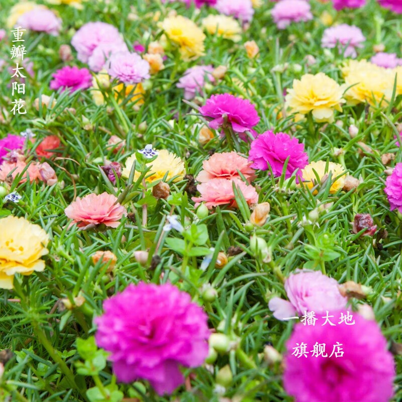 一播大地(正常发货)四季播种重瓣太阳花 单瓣太阳花种子 花卉种子矮生