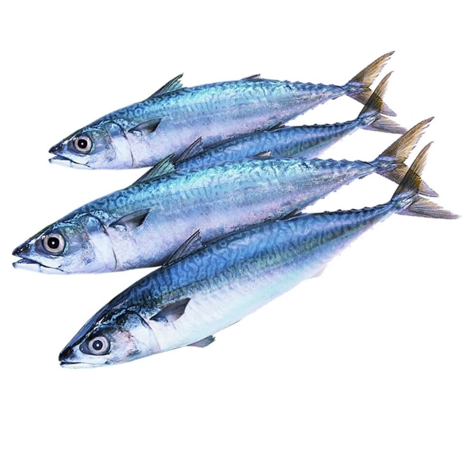鲐鱼整条批发鲅鱼马鲛鱼青占鱼青花鱼零售新鲜冷冻鲐鲅鱼海捕 康胜谊
