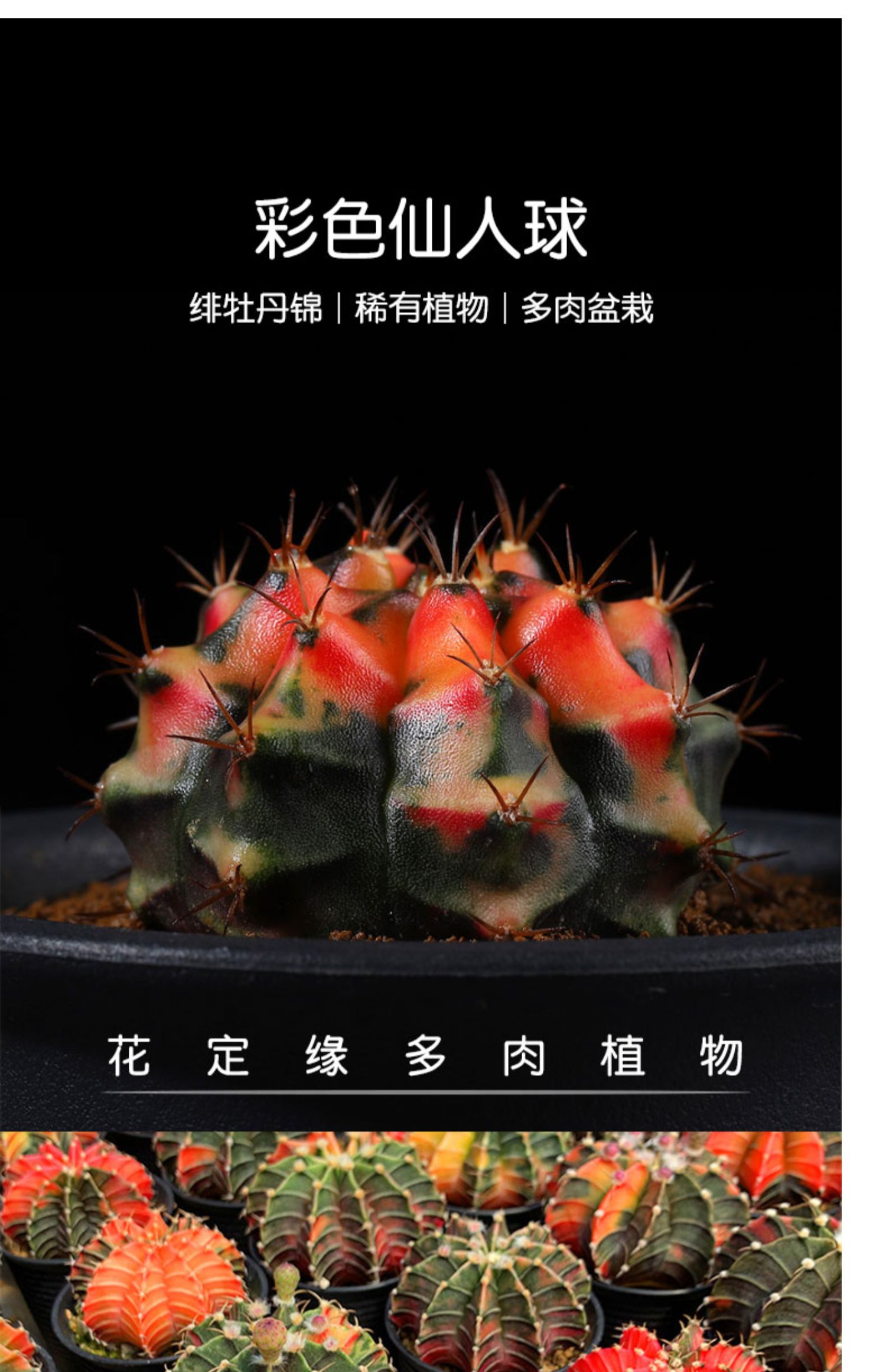 多瑙梦实生根彩色米哈仙人球绯牡丹锦盆栽开花仙人掌多肉品种稀有植物
