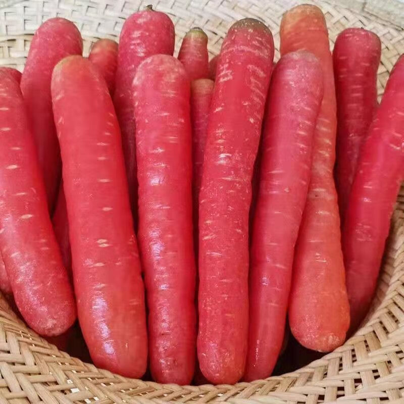 甘肃永昌新鲜胡萝卜农家蔬菜沙地水果胡萝卜生吃红心萝卜 9-10斤水果