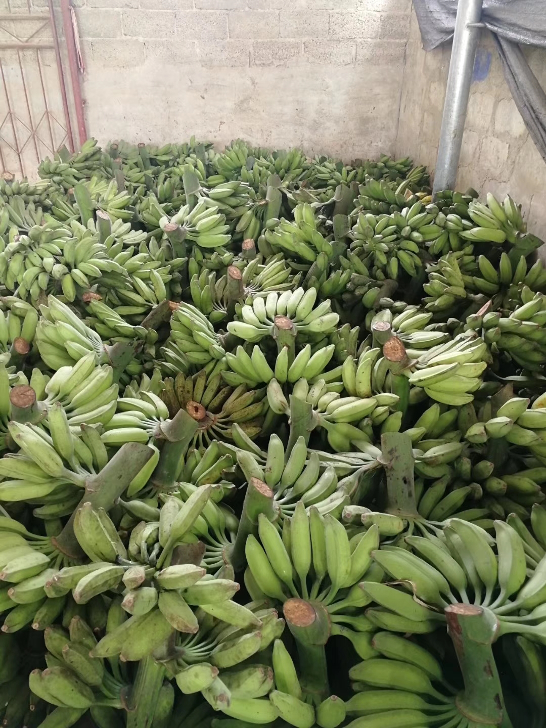广西大芭蕉牛蕉牛角蕉广东大蕉酸香蕉酸甜大芭焦巴蕉非蕉粉蕉 5斤